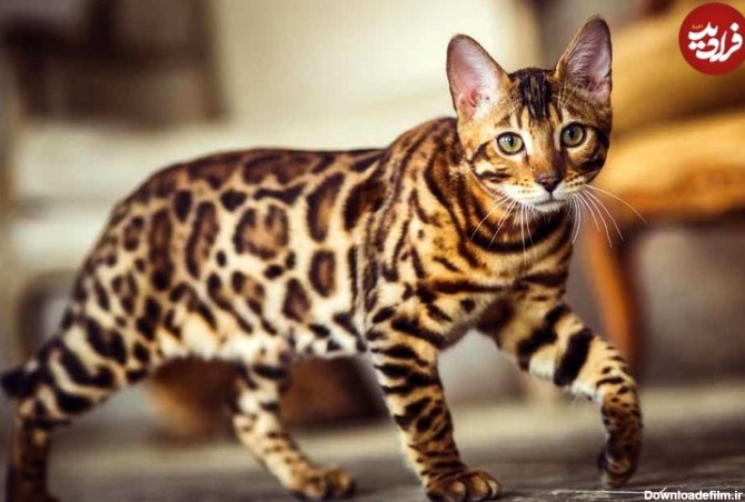 (تصاویر) گران ترین نژادهای گربه در جهان؛ قیمت گران ترین گربه چقدر است؟