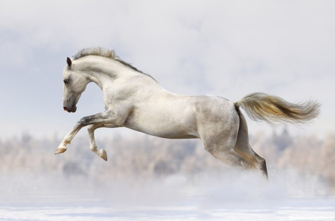 دانلود تصویر شاتراستوک اسب سفید از نمای نیم رخ در برف کد ...