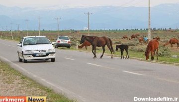 وحشی ترکمنصحرا 6 390x220 - اسب‌های آزاد جاده گنبدکاووس-اینچه برون/جاده نفت پاشنه‌ آشیل مسئولان+عکس