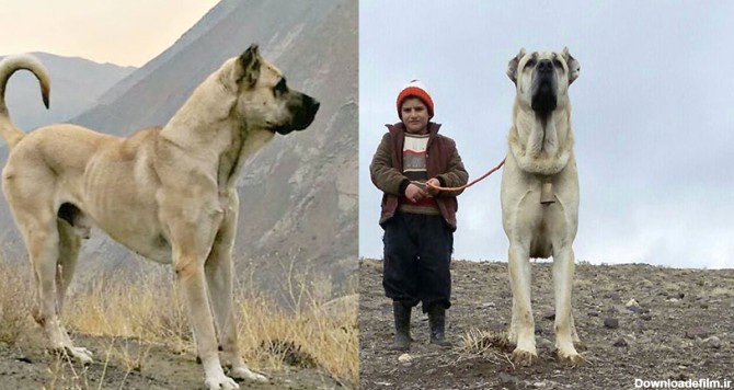 خطرناک و بزرگترین سگ سرابی جهان - سرزمین سگ ها
