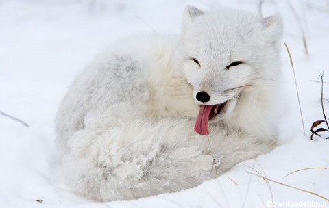 تصاویر: روباه قطبی، زیبای برفی - تابناک | TABNAK