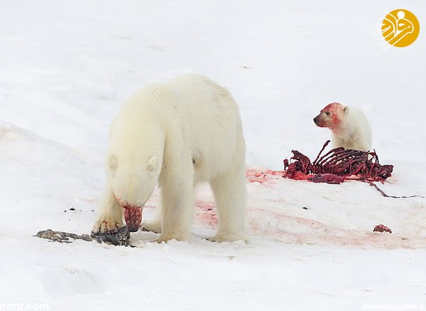 فرارو | تصاویر جالب از خرس قطبی و توله‌اش پس از خوردن غذا