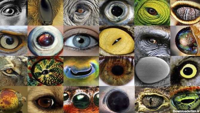 بینایی حیوانات – به زبان ساده + مقایسه – فرادرس - مجله‌