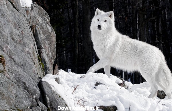 عکس گرگ سفید در برف - والپیپر و بک گراند