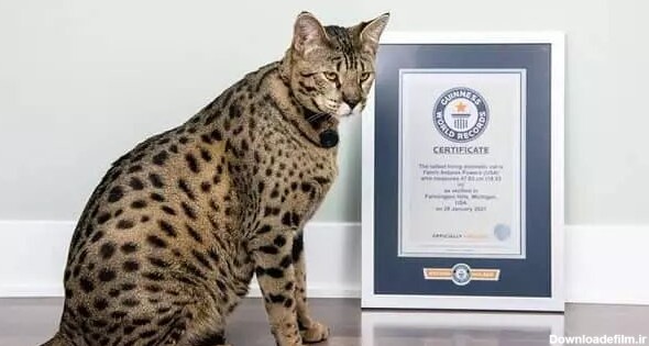 عکس | قدبلندترین گربه خانگی جهان با ابعادی باورنکردنی - خبرآنلاین