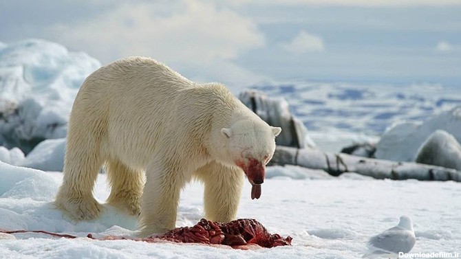 زبان درازی خرس قطبی به مرغ دریایی! (+عکس)