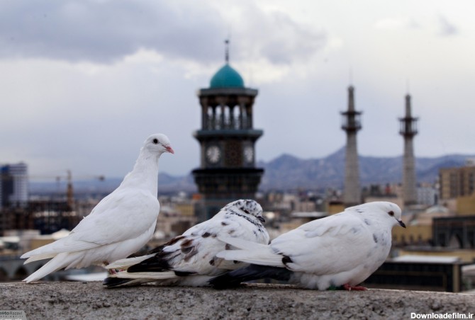 تکذیب کسب درآمد آستان قدس از کبوتران حرم - اقتصاد آنلاین