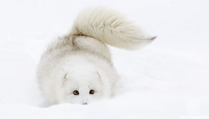 نگاهی به تصاویر بسیار جالب و دوست داشتنی روباه ها در زمستان ...