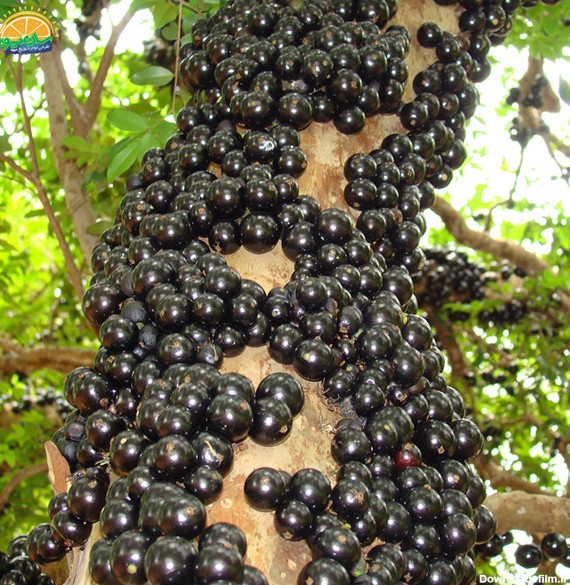 عجیب‌ترین میوه‌های دنیا - انگور برزیلی یا جابوتیکابا