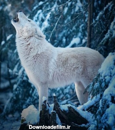 گرگ سفید در جنگل برفی