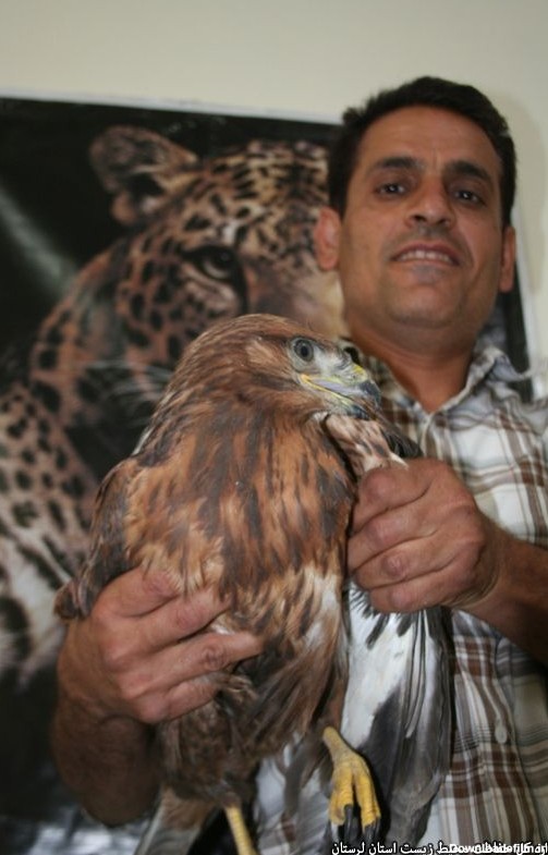 عقاب زخمی به محیط زیست تحویل داده شد+تصاویر - قدس آنلاین