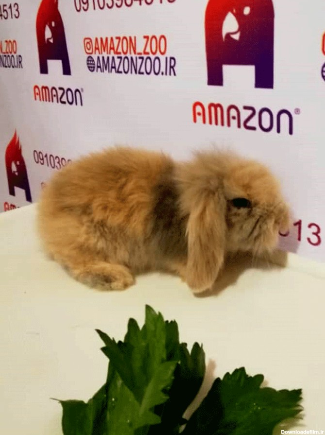 توله خرگوش لوپ کاراملی - مجموعه پرورش حیوانات خانگی آمازون زوو