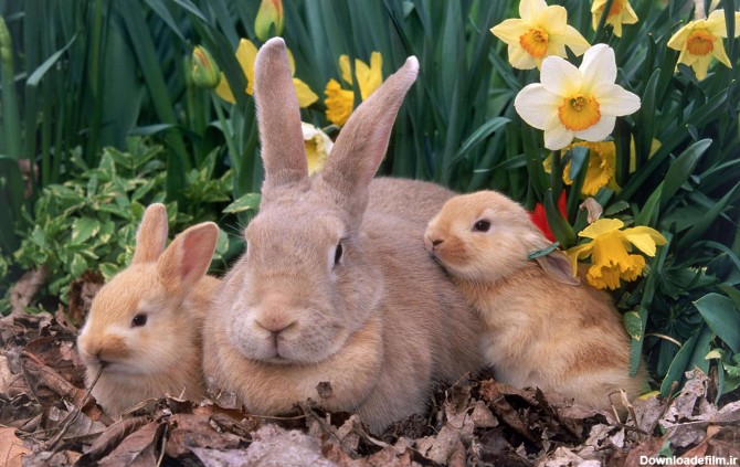 يک خرگوش قهوه اي همراه با دو فرزندش کنار گلها