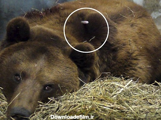 عکسهای حمله وحشتناک یک خرس به یک معلول!