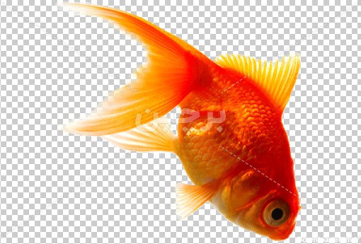 Borchin-ir-Gold fish quality large PNG photo_05 دانلود عکس بدون زمینه ماهی قرمز مخصوص سفره هفت سین۲