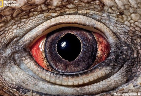 چشم حیوانات از نمای نزدیک - تصاوير بزرگ - جهان نيوز