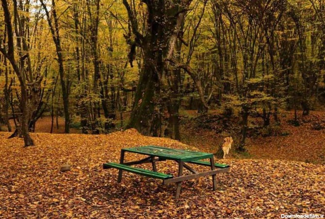 جنگل النگدره گرگان کجاست | معرفی کامل + عکس و راهنمای سفر - کجارو