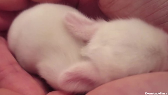 بچه خرگوش تازه به دنیا اومده - بامزه ترین ها - تماشا