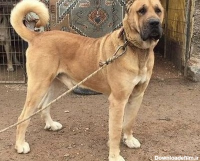 عکس سگ سراب جنگی