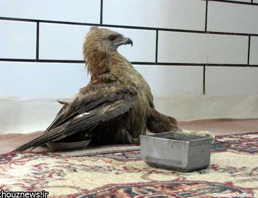 تحویل عقاب زخمی و دُم و بال چیده شده به محیط زیست خوزستان + عکس