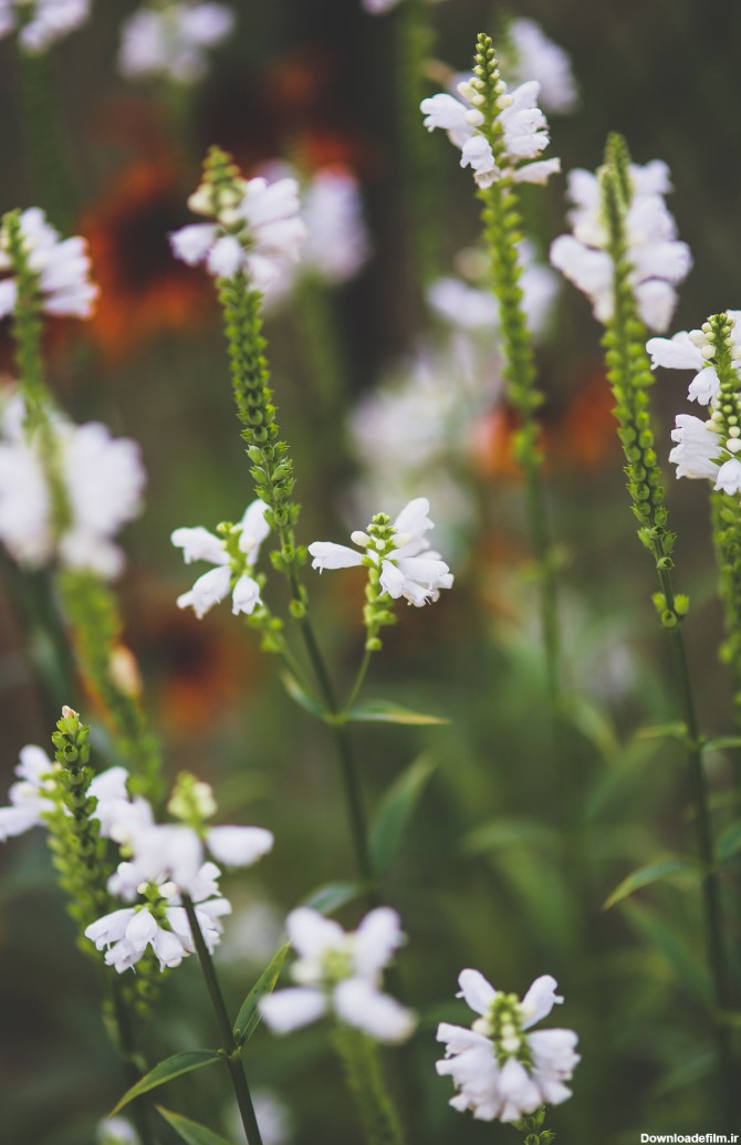 عکس زمینه گل های کوچک سفید پس زمینه | والپیپر گرام
