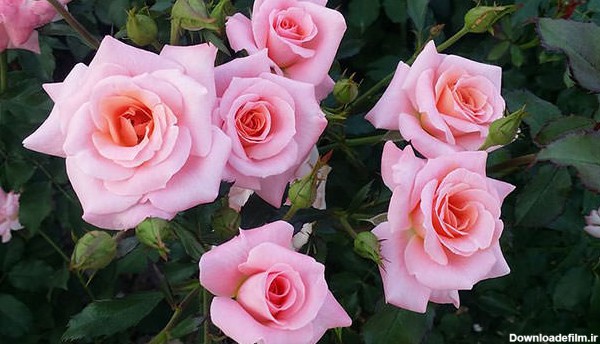 تصاویر گل های رز زیبا و دیدنی برای پروفایل