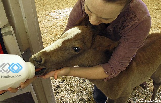 شیر دادن به کره اسب