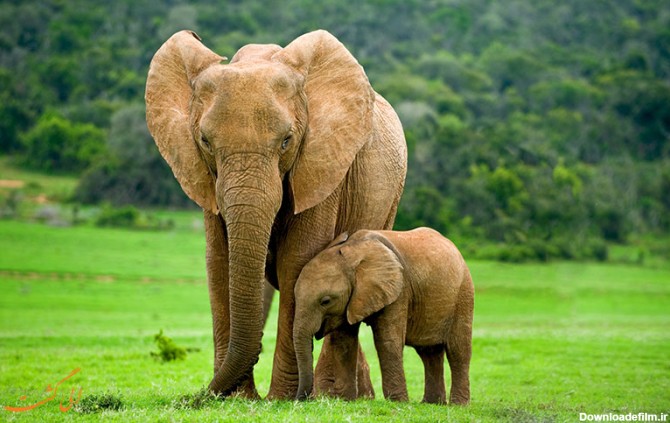 حقایق جالبی در مورد فیل ها و فرق فیل آفریقایی و آسیایی