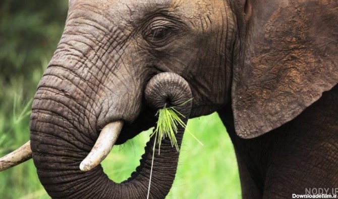 عکس غذای فیل