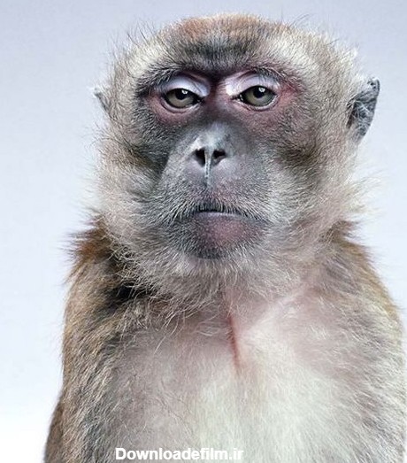 عکس میمون ژست گرفته