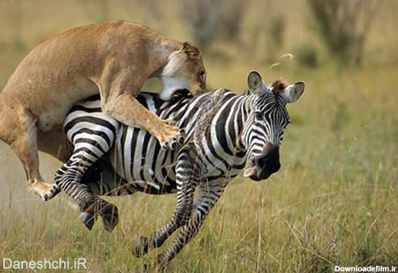 شکار گورخر توسط شیر