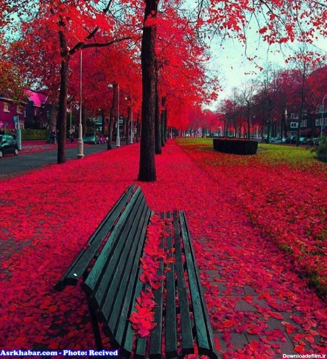 پاییز زیبا در هلند(عکس)