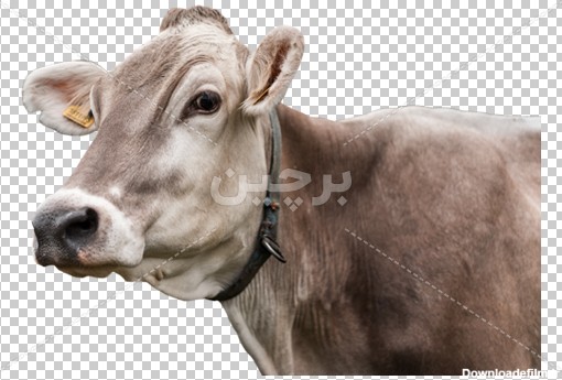Borchin-ir- cow دانلود عکس گاو مزرعه بصورت لایه باز۲