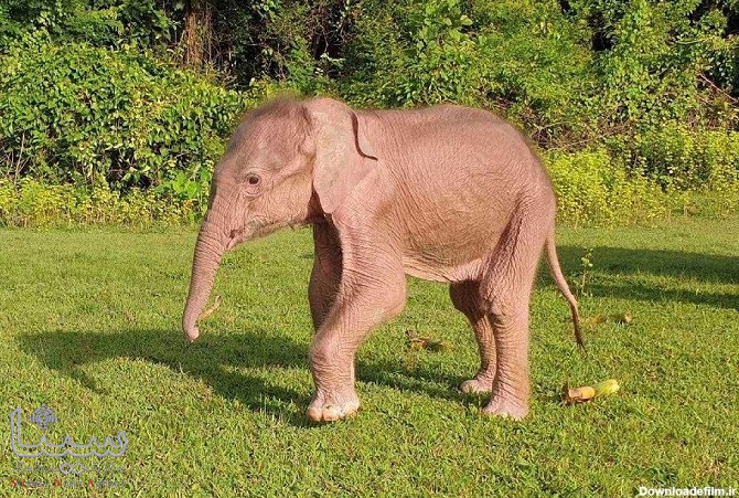 تولد فیل سفید کمیاب در میانمار - خبرگزاری سیناپرس