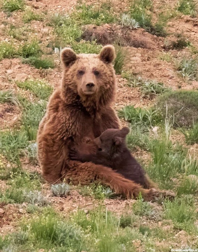 لحظه دیدنی شیر خوردن بچه خرس در پارک گلستان