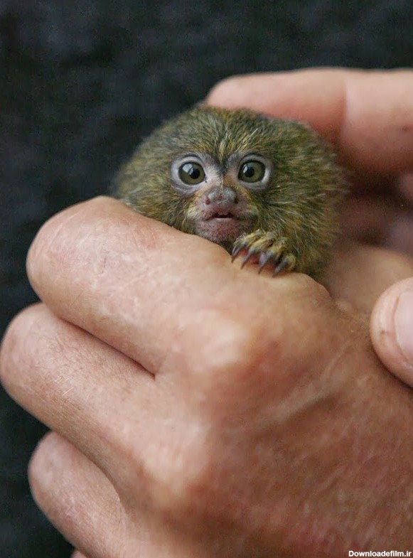 کوچکترین میمون جهان + تصاویر