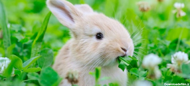 آشنایی با غذای بچه خرگوش تا دو ماهگی!- پت پرس