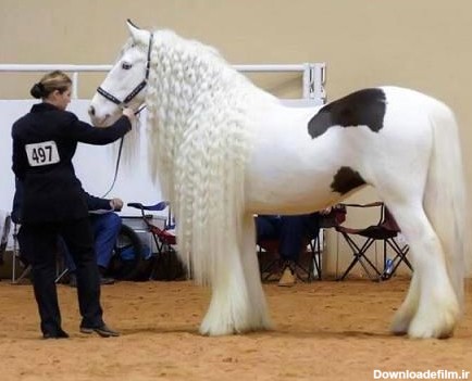 اسب سفید خالدار با موهای زیبا + عکس