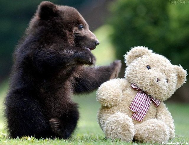 آخرین خبر | عکس/ واکنش خرس کوچولو به مشابه عروسکی اش!
