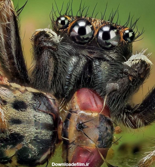 عکس ترسناک ترین عنکبوت جهان