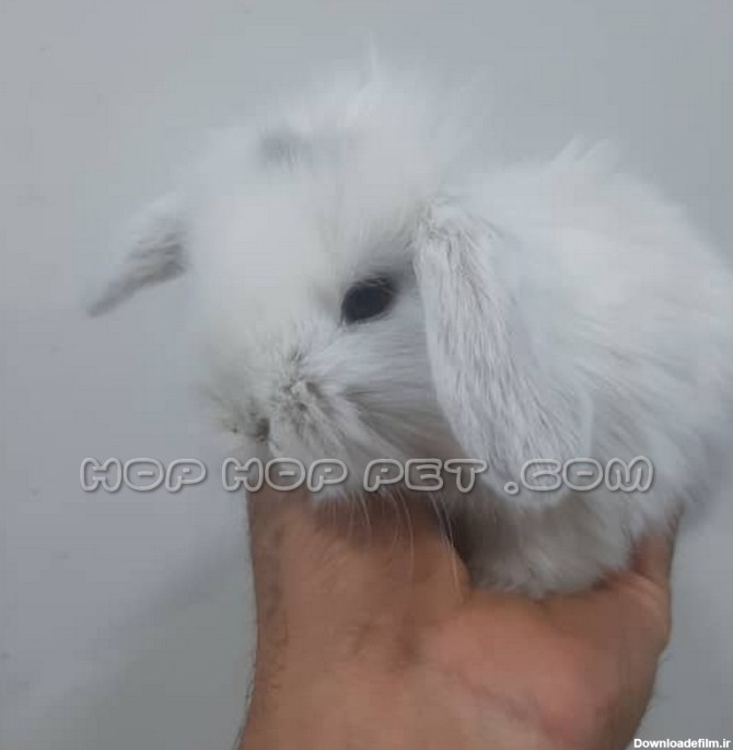خرگوش مینی لوپ سفید ۲ ماهه - فروشگاه هاپ هاپ پت | فروش سگ ...