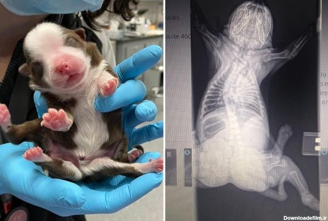عکس| توله سگی که با ۶ پا به دنیا آمد