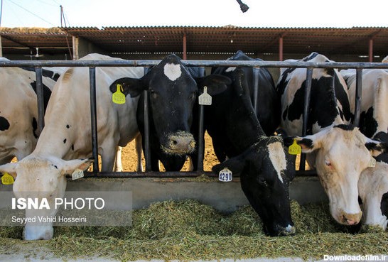 زایمان و پرورش گاوها در گاوداری (عکس)
