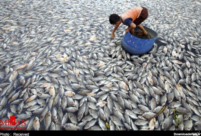 ماهی های پرورشی مرده در اندونزی