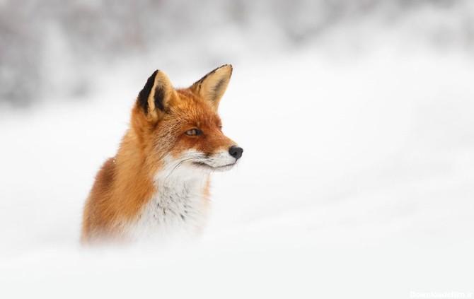 خبرآنلاین - تصاویر | علاقه عجیب روباه‌ها به هوای برفی