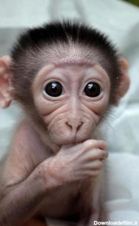 متولد شدن کوچکترین میمون جهان