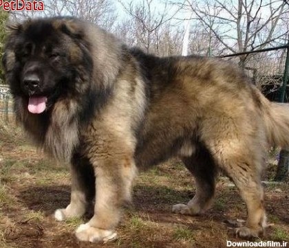 سگ قفقازي نژاد اصيل پت دیتا ,آگهی حیوانات خانگی,فروش سگ پلیس,مربی ...