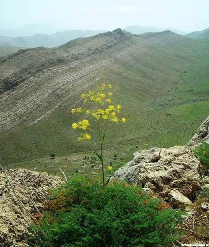 گل زرد در ارتفاع کوهستانی پارک ملی بمو شیراز