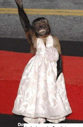 عکس میمون با لباس عروس ❤️ [ بهترین تصاویر ]