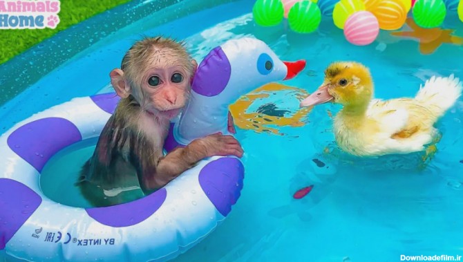 لحظات شاد بچه میمون با دوستان